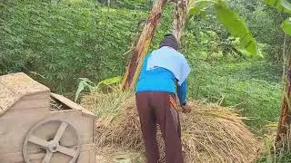Strong Farmer Hand Threshing Rice Using Traditional Methods #RuralAgriculture #TraditionalFarming