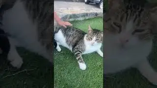 Oip-