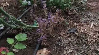 Orobanche (вид Orobanche: Monster Grass) Challenge in Tomato