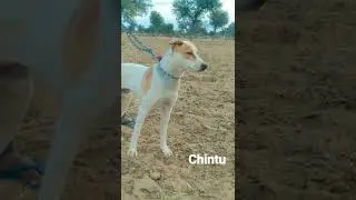 desi dog