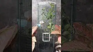Aviary mini burung tametuk laut