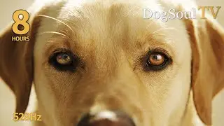 SLEEP MUSIC FOR DOGS | 8 Hours Deep Relaxation & Healing 💤🐕
