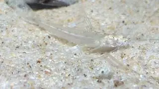 Mastiglanis yaguas comiendo