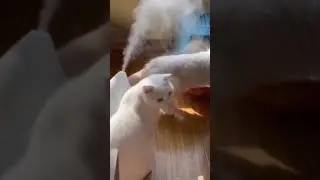 Baby cut Cat funny video 2024😂😂 #animal#cat#funnyvideos#catfunnycompilation #funny#video #funnycat
