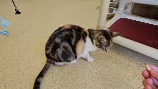Shelter Cats Rate: Fancy Feast Hand-flaked Salmon Treats [REAL]