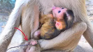 Cute Newborn Baby of MOKA Enjoys Sweet Milk After Birth 🐒💛.