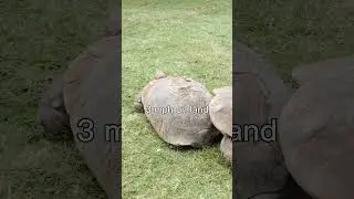 Fastest Turtle Reaches Olympic Sprinting Speeds!