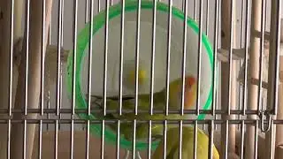 Running wheels are for birds, too