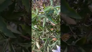 Praying mantis with bumble bee in Cyprus