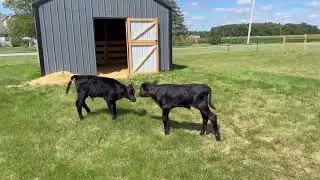 Part 1 of 3, Calf Auction, 12/16/2025