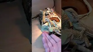 Baby Dragons FEASTING... on EarthPro-InsectiGold