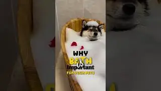 why bath is important # petbath #EnchantingPets #shampoo