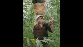 Coffee Production in East Timor