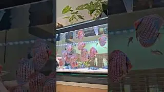 Ultra clear Discus aquarium ❤️