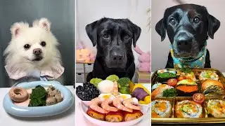 Челлендж с собачьей едой 🍣🐶 | Суши-пиршество лабрадоров против милого обеда померанского шпица