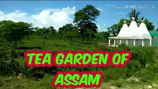 Tea Garden Of Assam