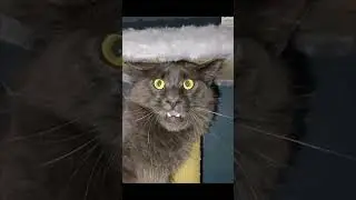 О чем он задумался? 🤔😱 #cat #cats #cute #catshorts #catvideos #catlovers #catmemes