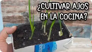 Te ense&ntilde;o paso a paso a cultivar ajos en tu cocina