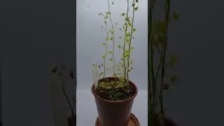 Wonderful tuberous sundew Drosera hookeri #shorts Knollendrosera