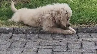 Charlie
