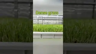 Выращивание кормовой травы на гидропонной ферме из морских контейнеров #containerfarm