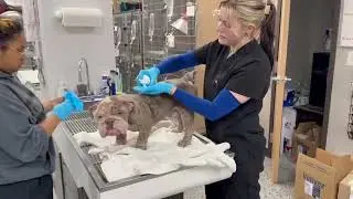 After Everything Humans Put Him Through, This Bone-Thin, Mange-Ravaged Bulldog Still Craves Love
