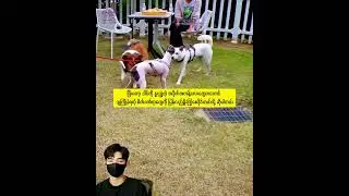 #dadidachannel #dog #dogentertainment