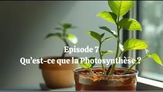 Episode 7. Je veux comprendre la photosynthèse : 16 minutes pour devenir incollable.