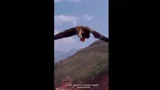 The Eagle in the ecosystem 