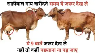 साहीवाल गाय कैसे खरीदें - क्या देखे ?🤔| sahiwal gay kaise kharide | sahiwal cow latest video 👍