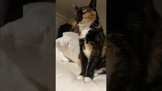 @tomie2866: Какая милая кошечка! #кошка #кошки #котенок #котята #кошечка
