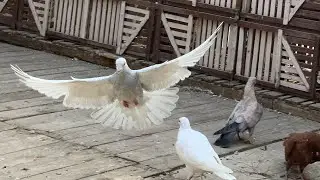 تابع للحلقه التانيه 💪قشفت زغلول كاشش