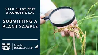 Submitting Plant Samples to the Utah Plant Pest Diagnostic Lab