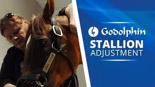 Equine chiropractor visits the Darley stallions