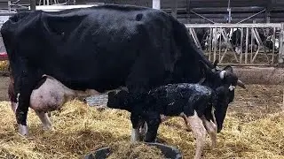 Biggest Udder highest milking cow