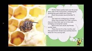 Ckla grade 2 unit 5.4 bee