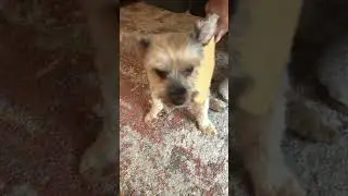 Morning Spa Routine #cutedog #doglife #doglover