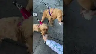 Golden Retriever and Yorkie excited for Starbucks puppuccino #shorts #puppies #starbuckspuppuccino