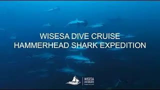 Wisesa Liveaboard - Banda sea dive cruise