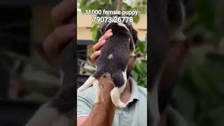 quality beagle female puppy available in Kerala cheap price|#petschannel #beagle #sale #heavyquality