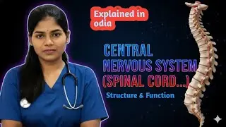 Lecture 4 || Central nervous system(Spinal cord) in Odia || Structure & function of spinal cord ||