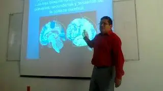 Organización Funcional según Luria