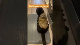 Onyx and his Halloween costume! #meow #cat #cats #halloween