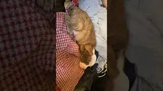 When we adopted Milo, he had a bad case of worms but he is all healthy now