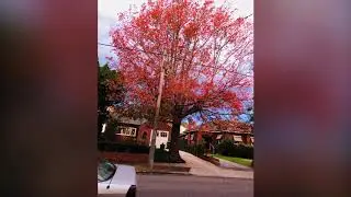 pleasing beauty of Ivanhoe Melbourne Australia