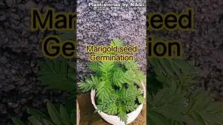 How to grow marigold from seed 🌱 | marigold sprouting time lapse | #gardening #marigold #garden