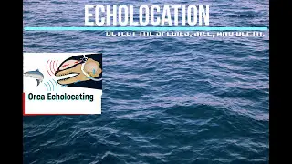 Orca Anatomy Episode 4: Vocalization