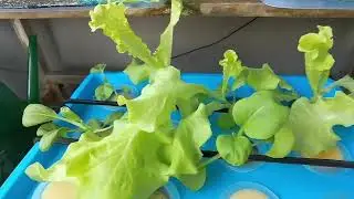 Balcony Grow Log &mdash; Day 20, 24 & 28 | Kratky lettuce & bai chai with collar support; soil-grown melon