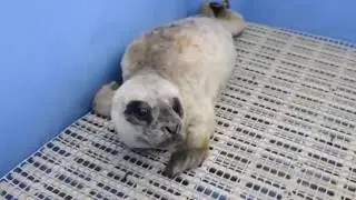 Vancouver Aquarium Marine Mammal Rescue