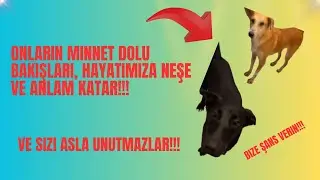 KURTARDIĞINIZ BU HAYATLAR SİZİ ASLA UNUTMAZLAR!!! MİNNET sadece İNSANA ÖZGÜ DEĞİLDİR !!!